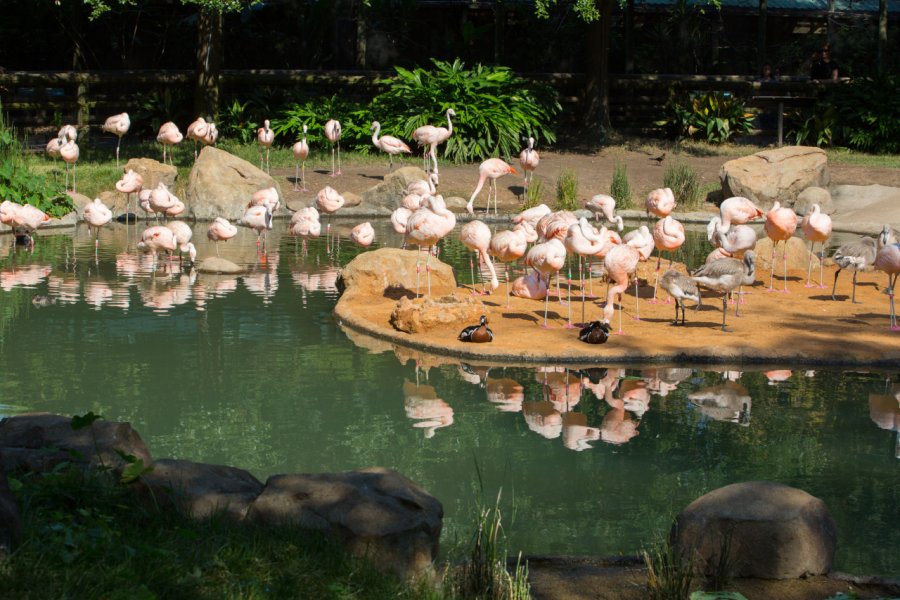 HOUSTON ZOO