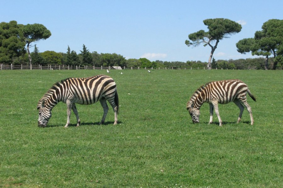 SAFARI PARK