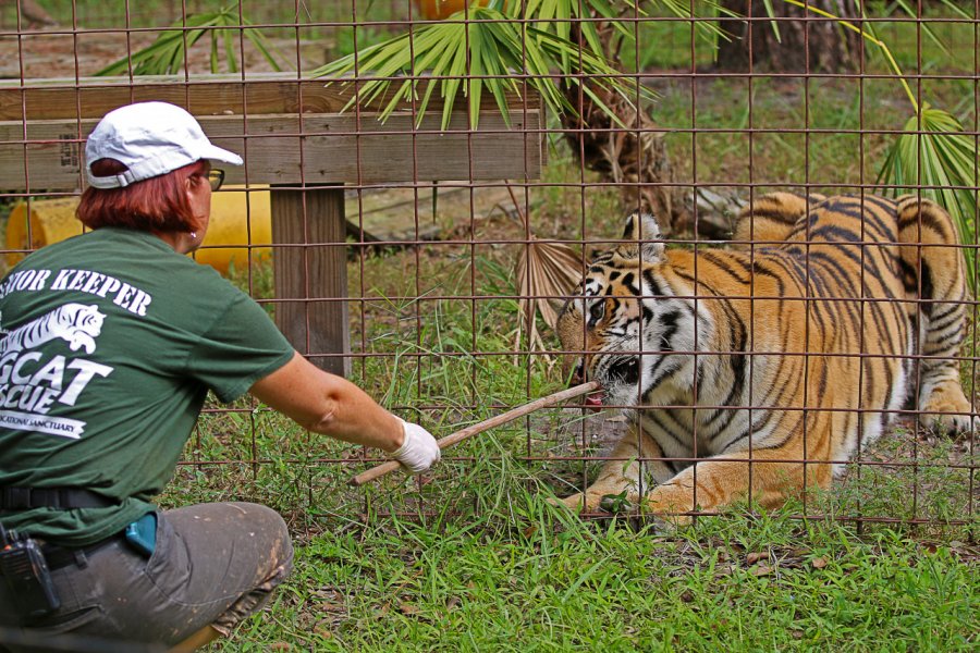 BIG CAT RESCUE