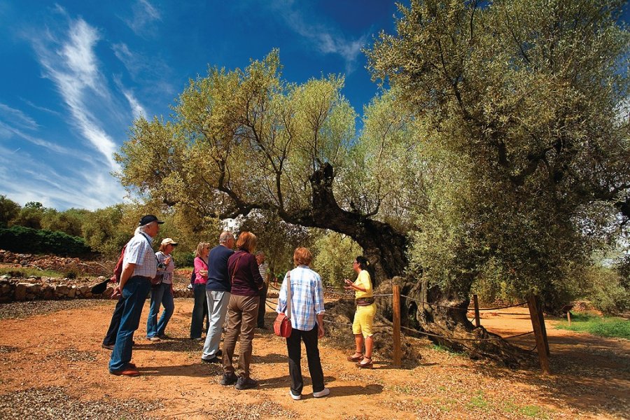 Route des oliviers millénaires d'Ulldecona. Patronat Turisme Diputació Tarragona - Terres de l'Ebre