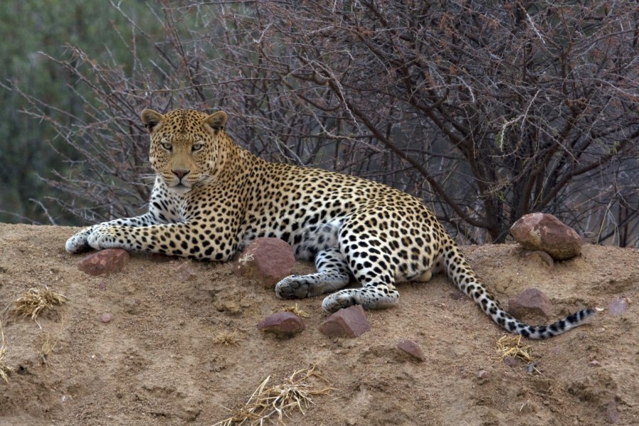 AFRICAT FOUNDATION