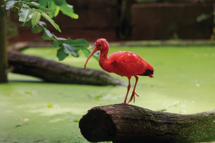 L'ibis rouge (Eudocimus ruber), oiseau présent dans les zones tropicales. Philippe GUERSAN - Author's Image