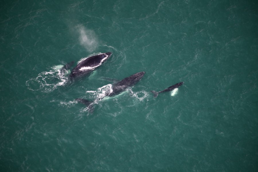 Baleines à bosses, Bahia Ballenas, près d'Uvita. Guido Scheidt - AutoGyro America