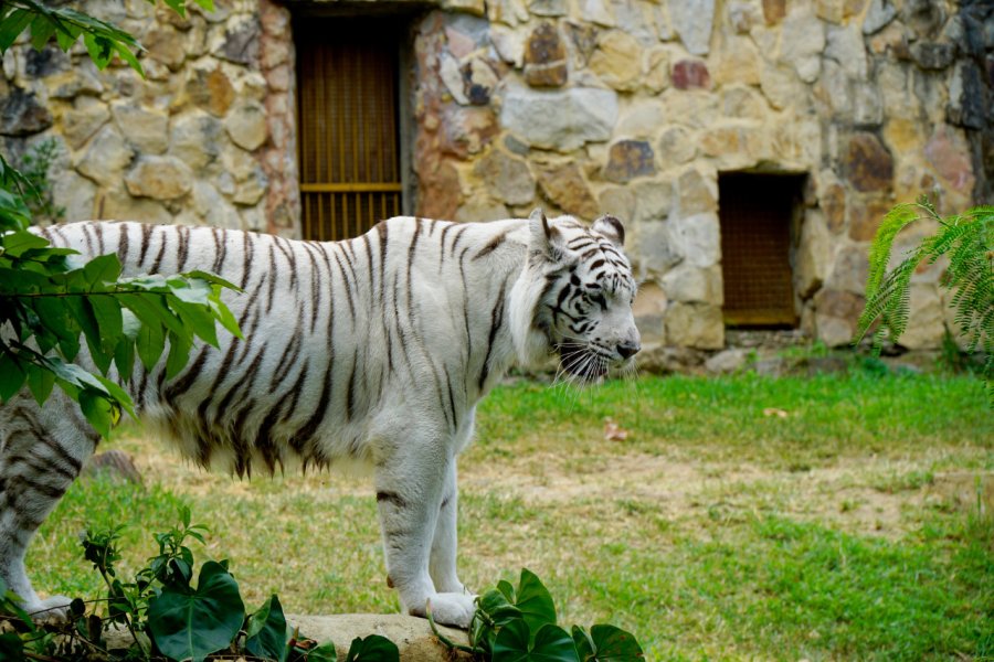 ZOOLÓGICO DE CALI