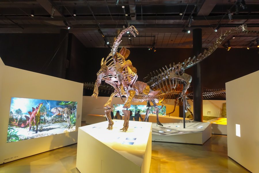 HOUSTON MUSEUM OF NATURAL SCIENCE