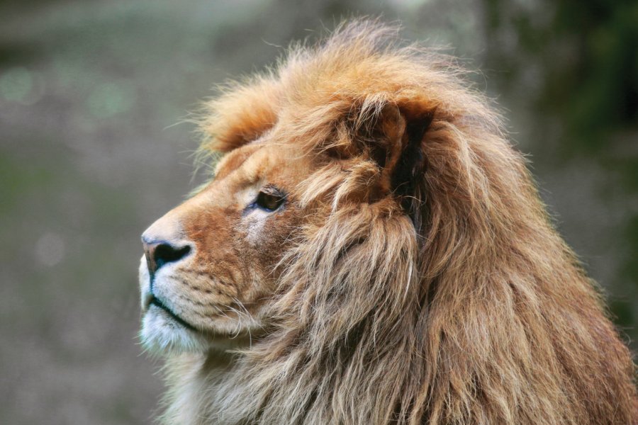 ZOO DE CHAMPRÉPUS