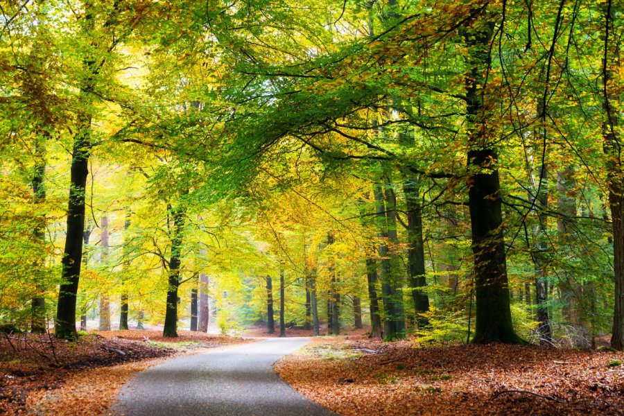 Parc National De Hoge Veluwe