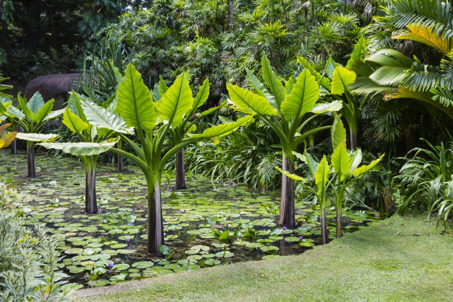 JARDIN BOTANIQUE