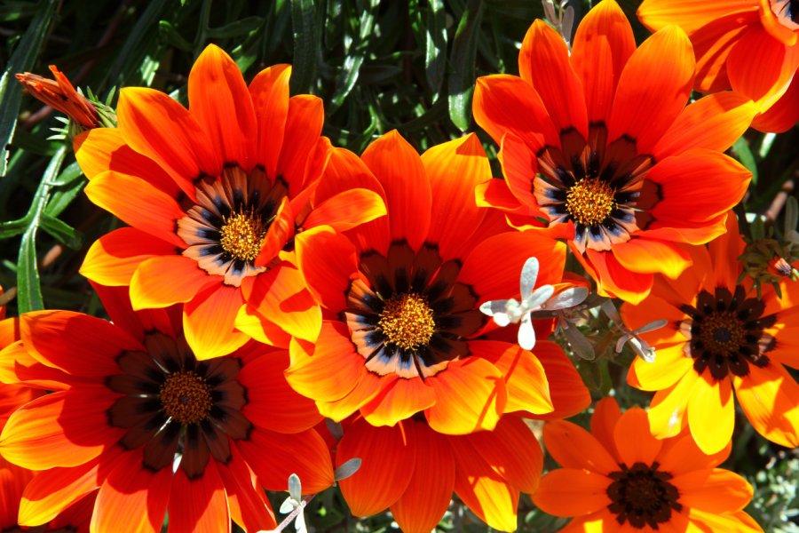 KAROO DESERT NATIONAL BOTANICAL GARDEN