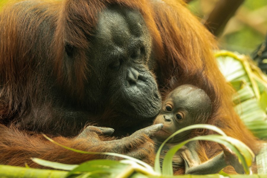 AUCKLAND ZOO