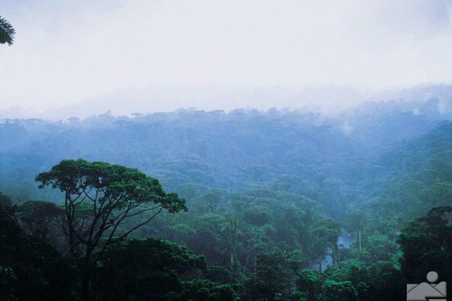 RESERVA BOSQUE NUBOSO SANTA ELENA