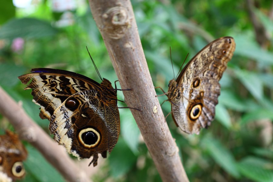LA SERRE AUX PAPILLONS