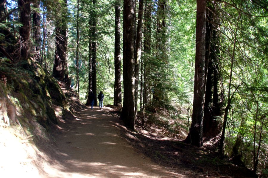 TRAIL OF THE SHADOWS