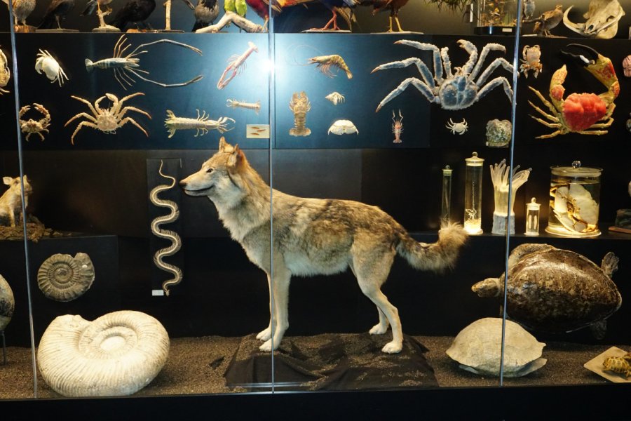 SENCKENBERG NATURMUSEUM