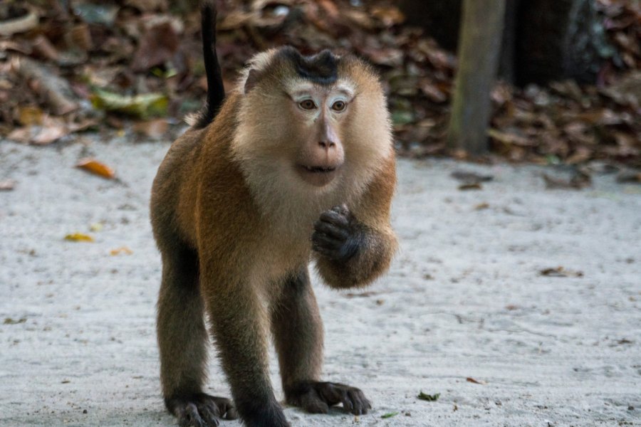 Macaque dans le Mu Ko Chang national marine park. Gideon Ikigai - Shutterstock.com