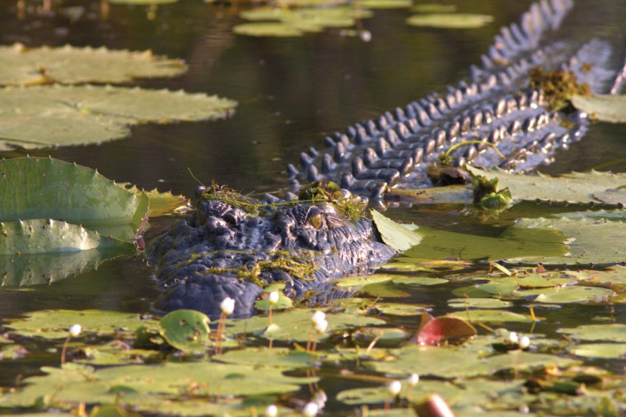 Crocodile, reptile du Top End. Tourism Northern Territory / Ewen Bell