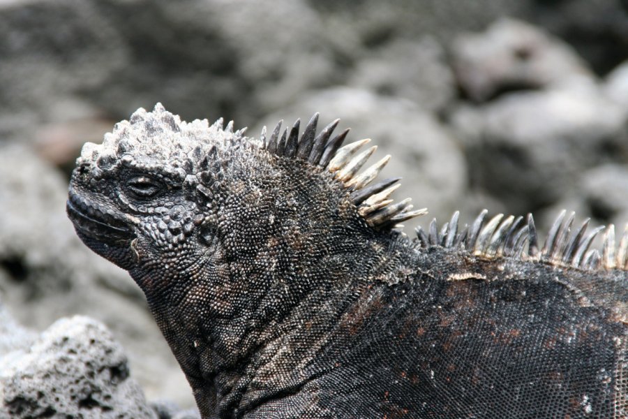 Les iguanes marins se confondent avec la roche volcanique de San Salvador. Stéphan SZEREMETA