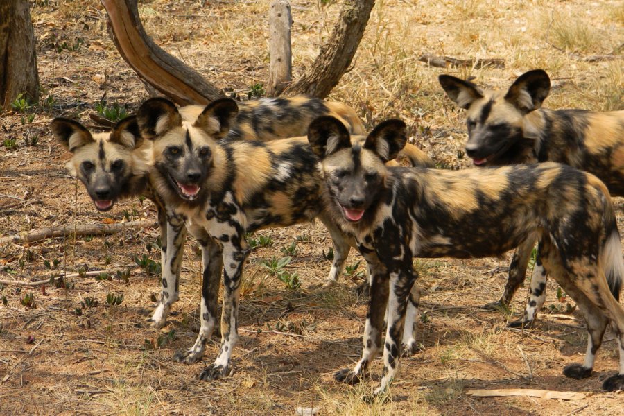 THE ANN VAN DYK CHEETAH CENTRE