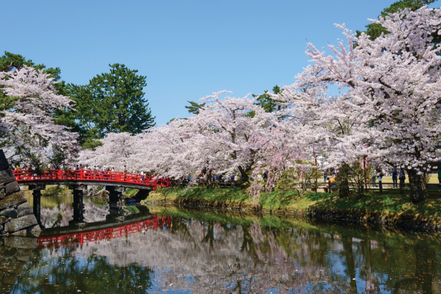 Cerisiers en fleurs dans le parc d'Hirosaki. Hiro1775