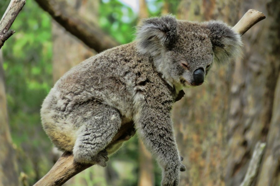 AUSTRALIAN REPTILE PARK