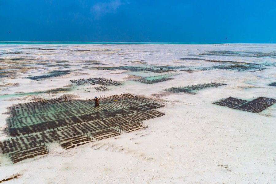 Plantation d'algues marines. Marius Dobilas - Shutterstock.com