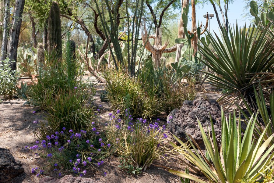 ETHEL CHOCOLATES FACTORY & BOTANICAL CACTUS GARDEN