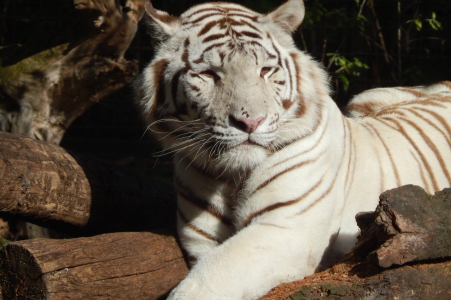 ZOO DE BORDEAUX PESSAC