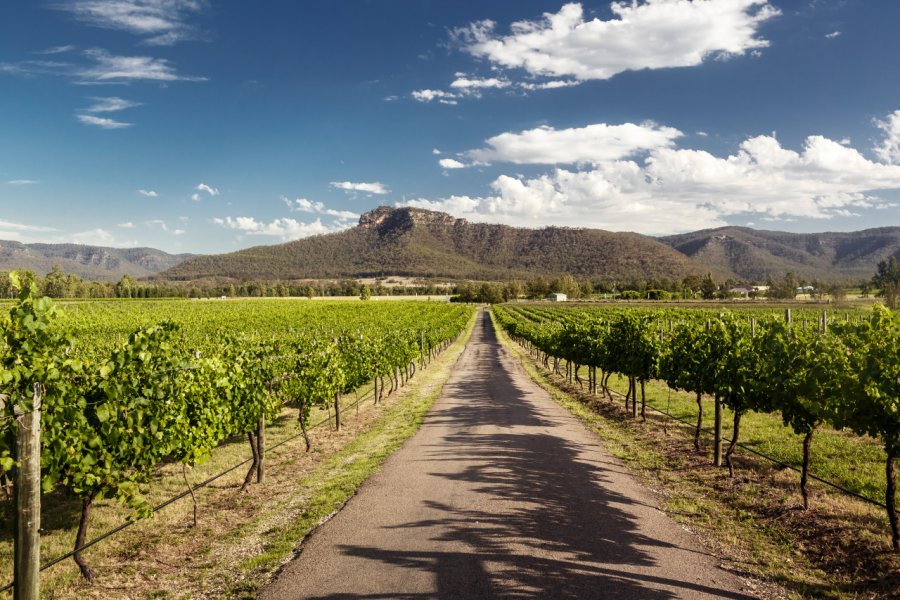 Vignobles de la Hunter Valley. Andrey Bayda - Shutterstock.com