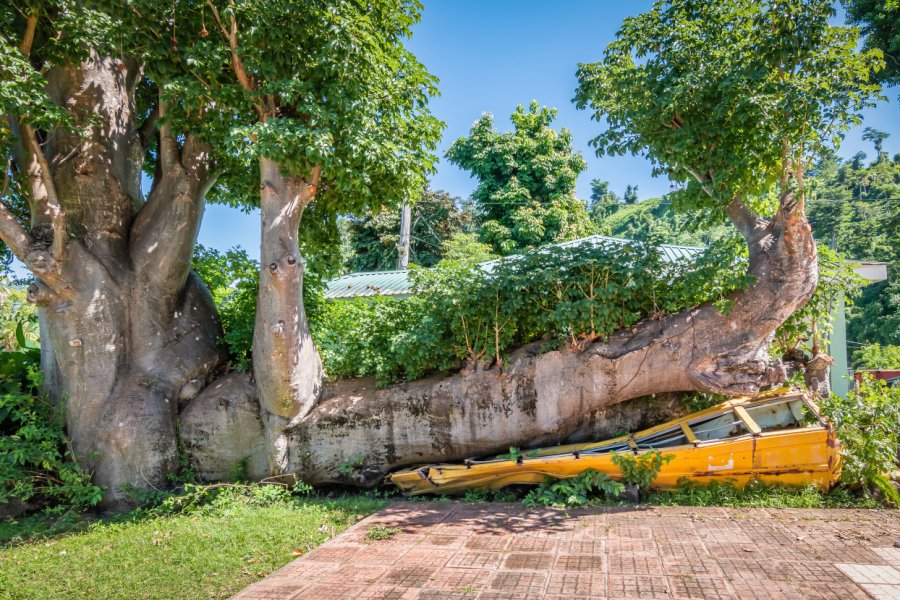 DOMINICA BOTANIC GARDENS