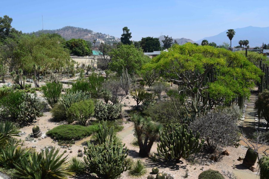 JARDIN ETNOBOTANICO