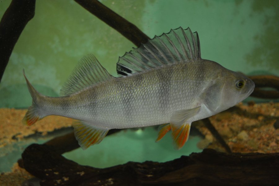 MAISON AQUARIUM DU VAL DE BESBRE