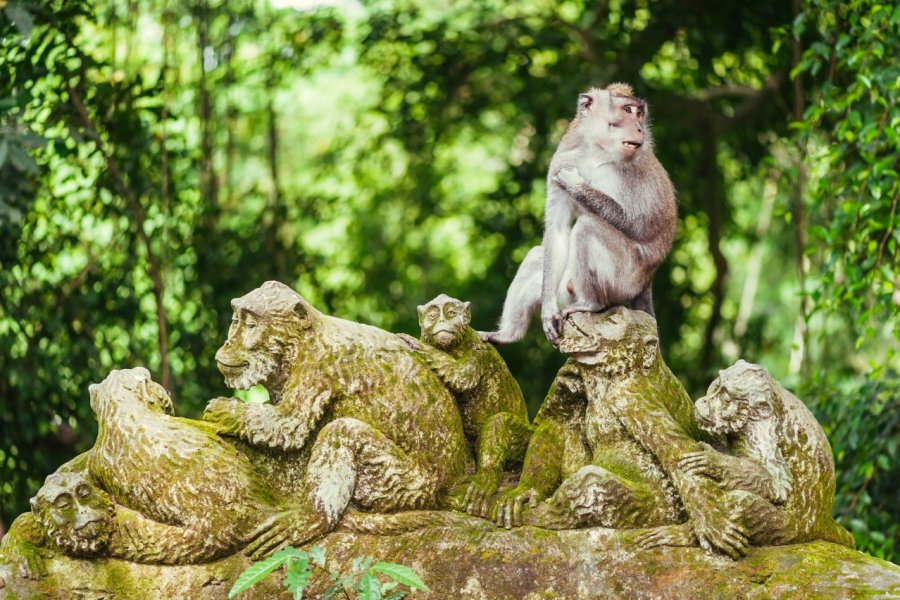 Forêt sacrée des singes. Nvelichko / Shutterstock.com