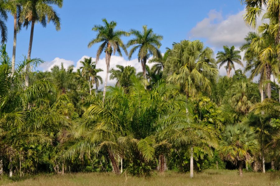EL JARDIN BOTANICO