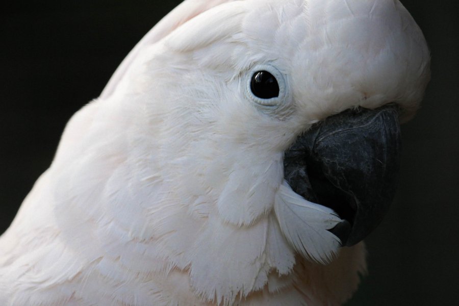 ZOOPARC DE TREGOMEUR
