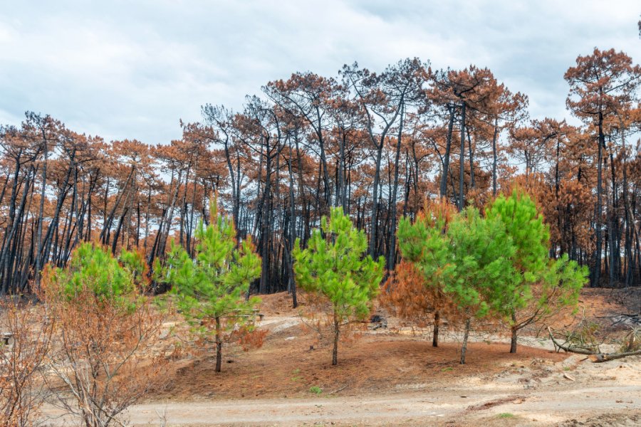 LA FORÊT DE 300 HECTARES