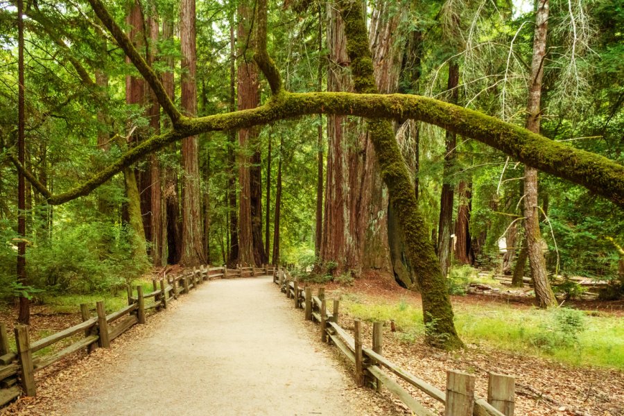 BIG BASIN REDWOODS STATE PARK