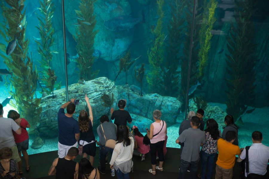 AQUARIUM OF THE PACIFIC