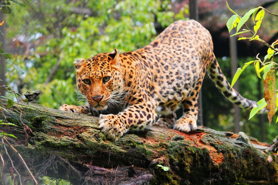 DARJEELING ZOO