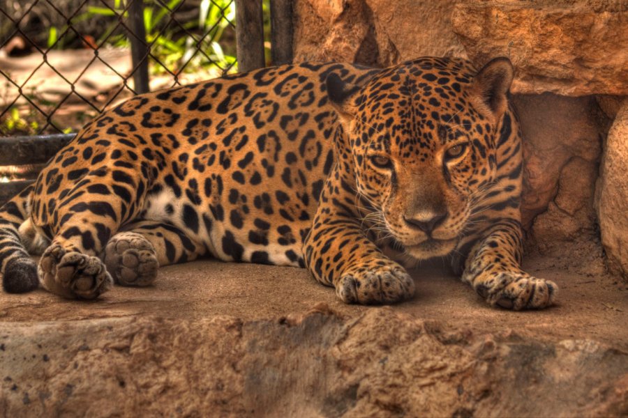 PARQUE ZOOLOGICO EL CENTENARIO