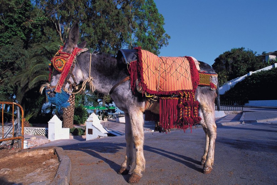 L'âne permet de visiter Mijas à son rythme. Author's Image