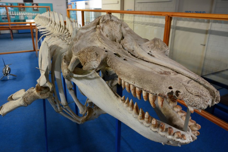KILLER WHALE MUSEUM