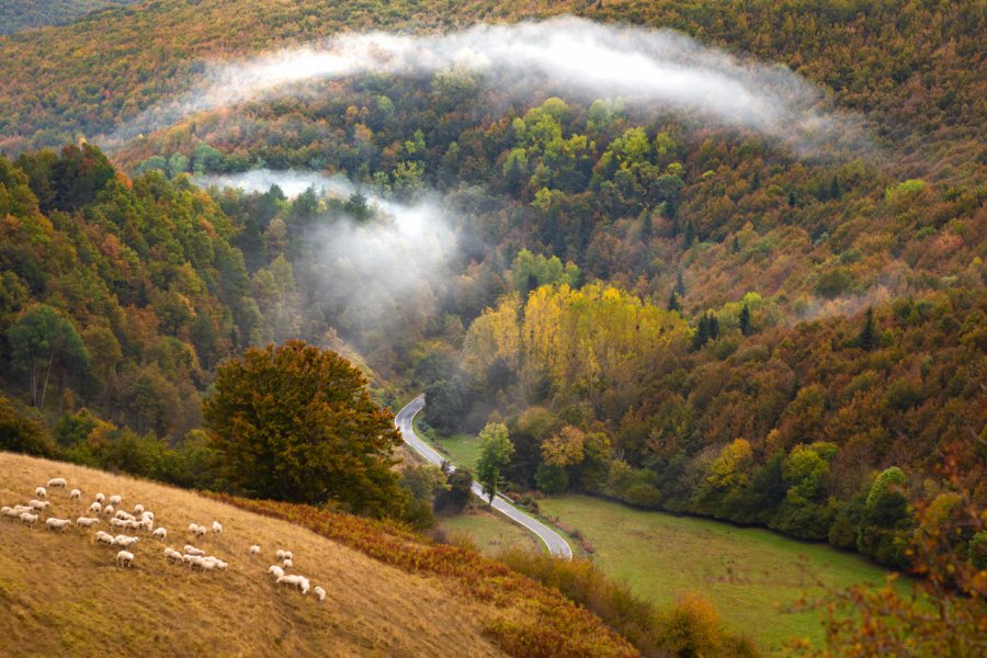 FORÊT D'IRATI