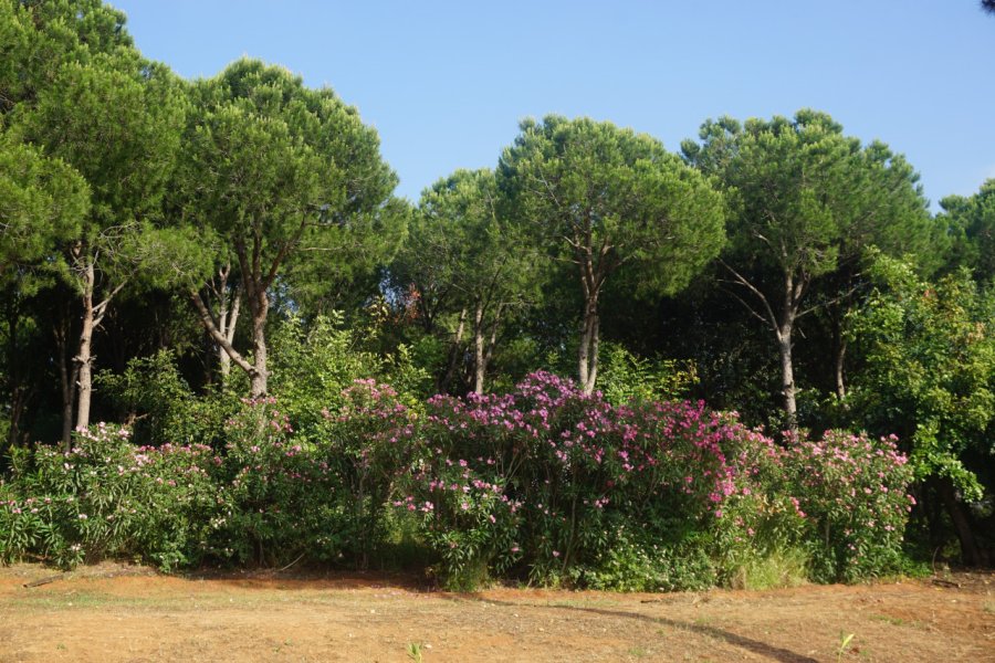 FORÊT DES PINS