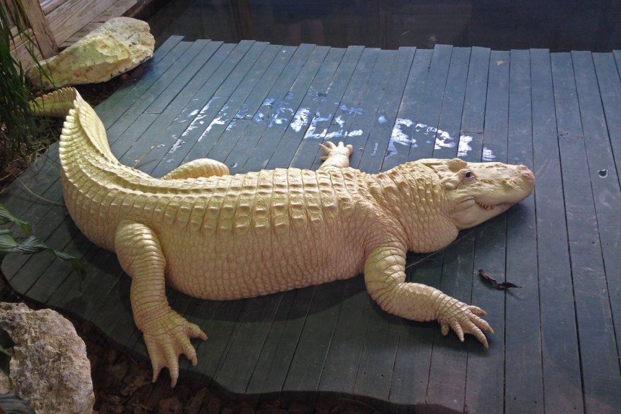 GATORLAND