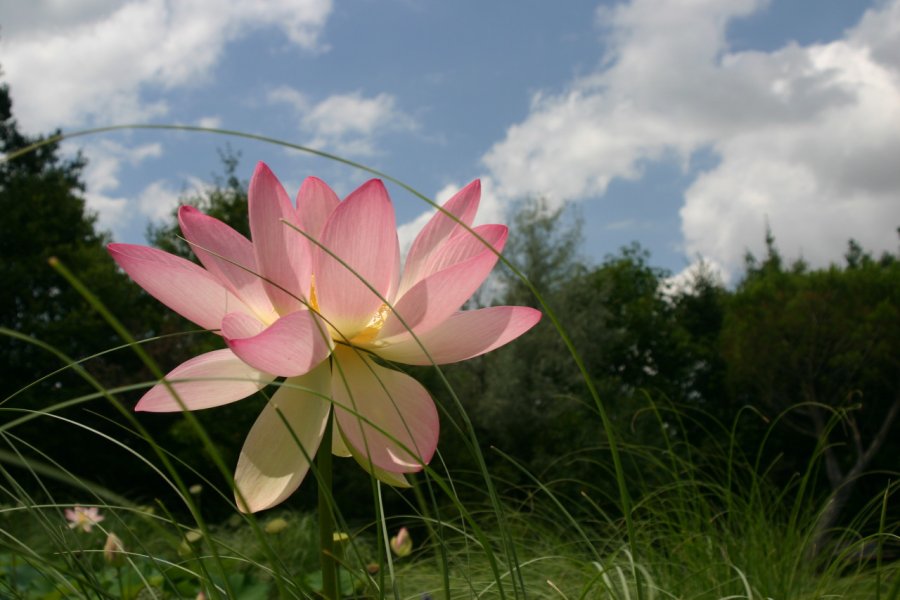 JARDINS DES MARTELS