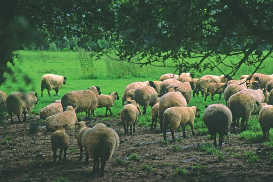 Troupeau de moutons VALÉRY D'AMBOISE