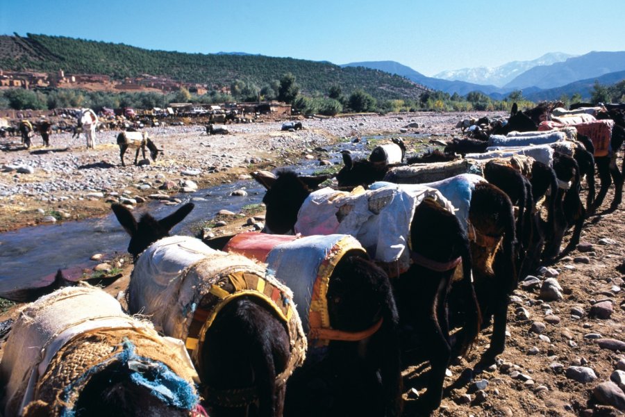 Mulets en rang dans la vallée de l'Ourika. Atamu RAHI - Iconotec