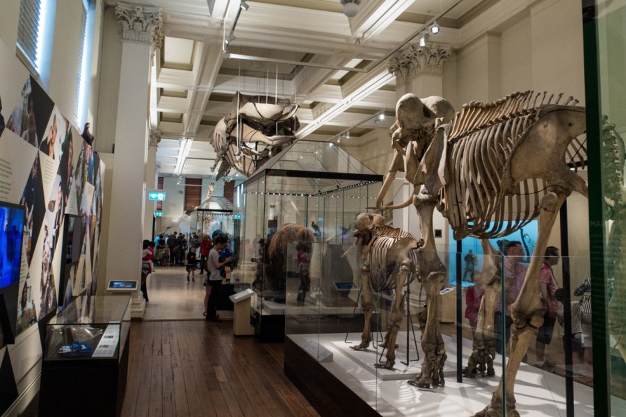 AUSTRALIAN MUSEUM