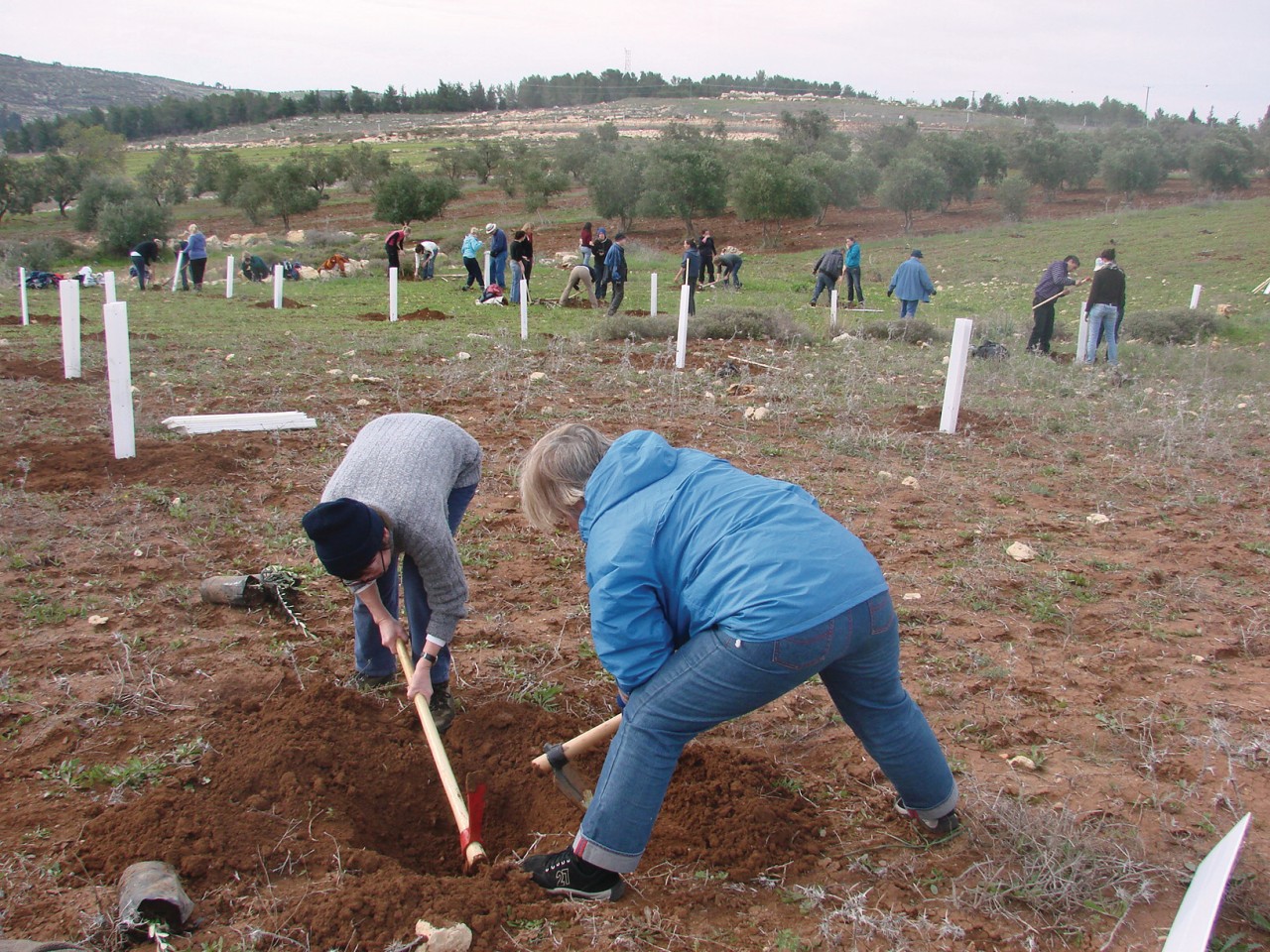 Plantation d'arbres par les membres d'Alternative Tourism Groupe dans un champ palestinien.