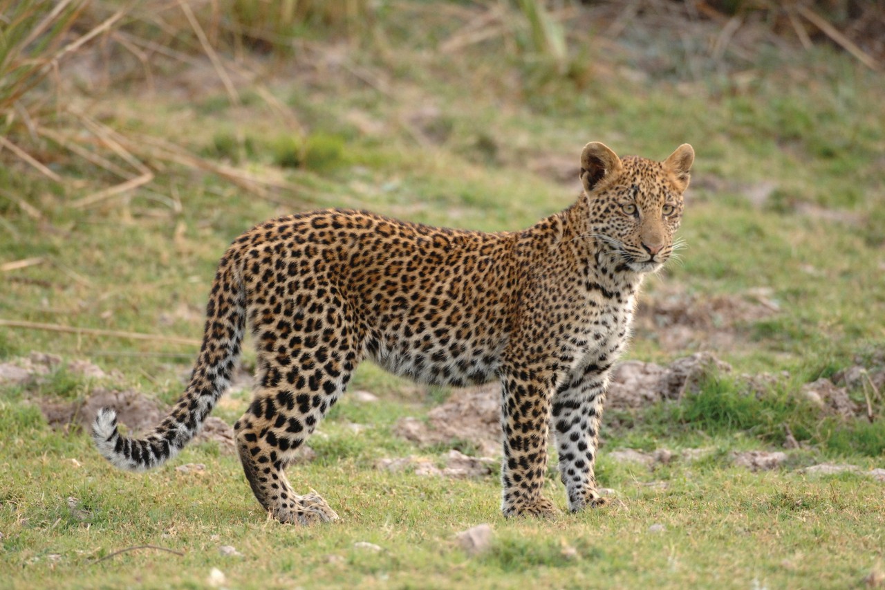 Kafue national park.